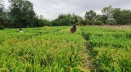 Production de riz au Sanmatenga: Orylux 6, une digue contre la sécheresse